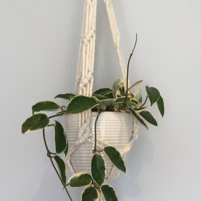Hand-crafted Plant Hangers