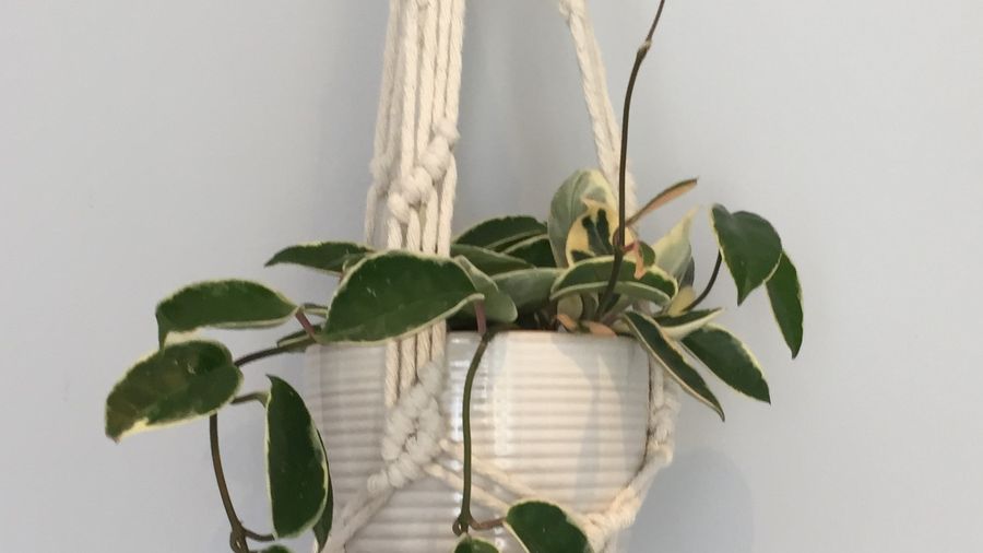 Hand-crafted Plant Hangers